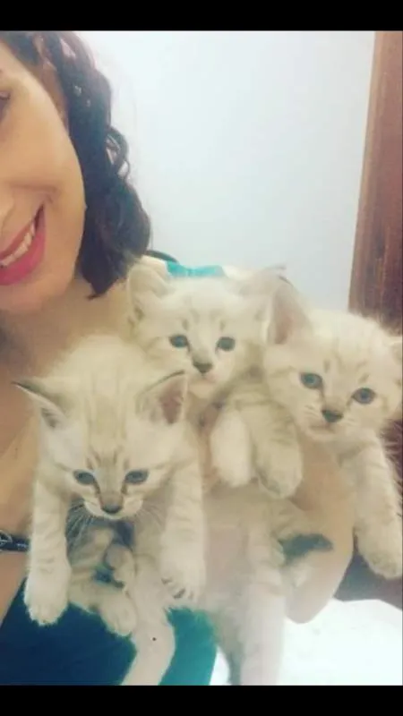 Gato ra a SRD idade Abaixo de 2 meses nome Ártemis 