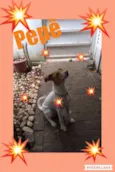 PEPÊ