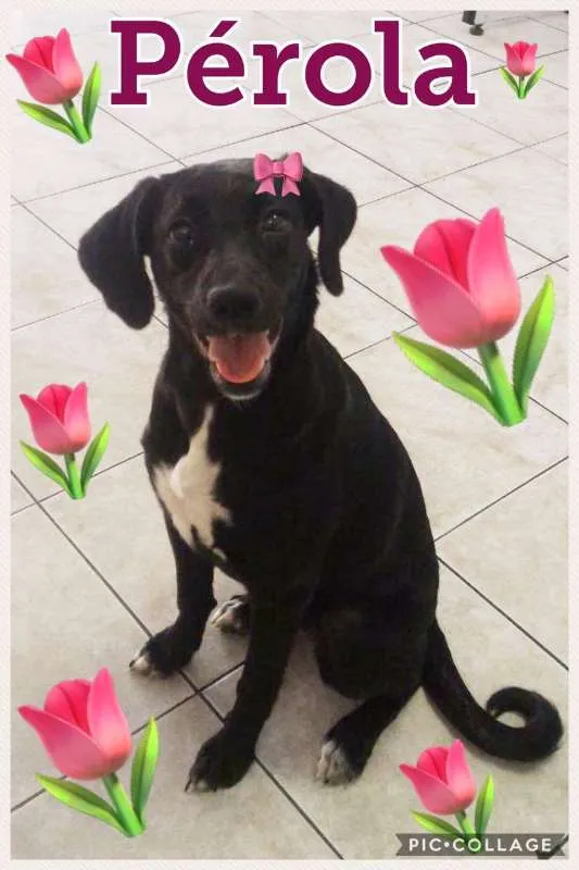Cachorro ra a SRD idade 7 a 11 meses nome PÉROLA