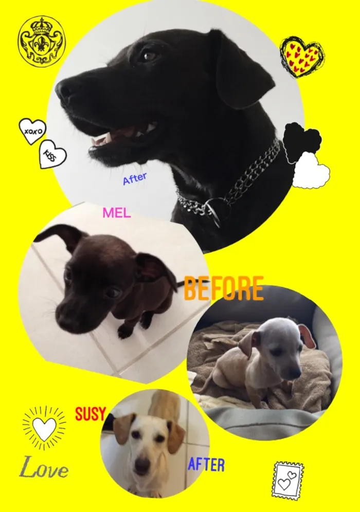 Cachorro raça RND idade 2 anos nome Susy