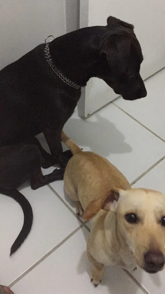 Cachorro raça RND idade 2 anos nome Susy