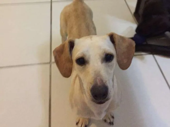 Cachorro raça RND idade 2 anos nome Susy