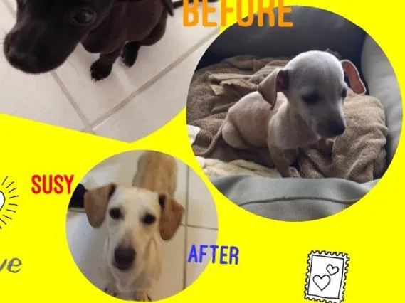 Cachorro raça RND idade 2 anos nome Susy