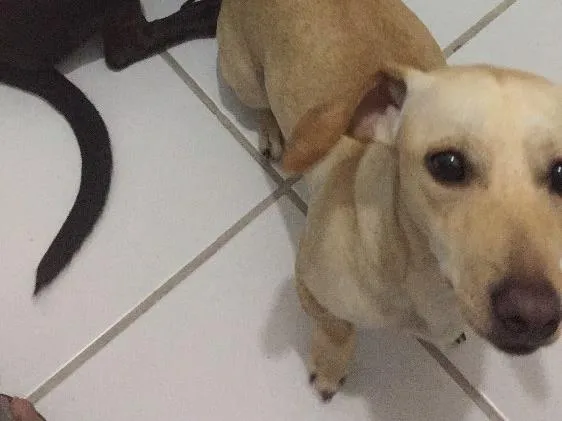 Cachorro raça RND idade 2 anos nome Susy