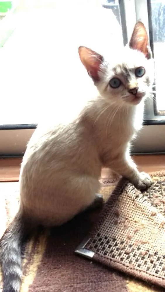 Gato raça Srd idade 2 a 6 meses nome Lilica