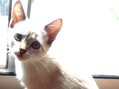 Gato raça Srd idade 2 a 6 meses nome Lilica