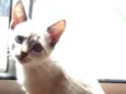 Lilica