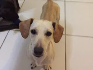 Cachorro raça RND idade 2 anos nome Susy