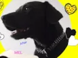 Mel