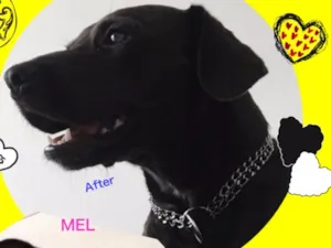 Cachorro raça RND idade 4 anos nome Mel