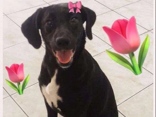 Cachorro ra a SRD idade 7 a 11 meses nome PÉROLA