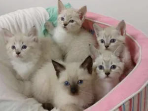 Gato raça SRD idade Abaixo de 2 meses nome Ártemis 