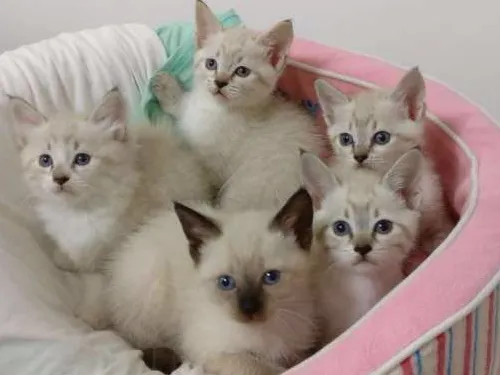 Gato ra a SRD idade Abaixo de 2 meses nome Ártemis 