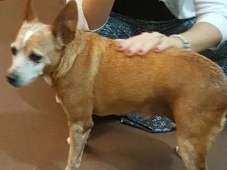 Cachorro ra a Pincher  idade 6 ou mais anos nome Florinda