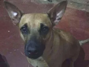 Cachorro raça Viralata idade 2 anos nome Pandora