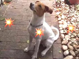 Cachorro raça SRD idade 2 a 6 meses nome PEPÊ