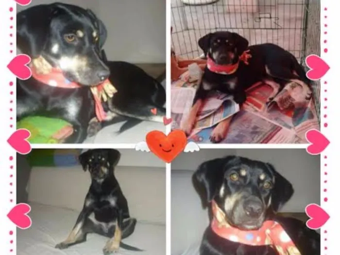 Cachorro ra a SRD idade 2 anos nome MILENA