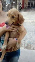 Laika