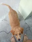 Laika