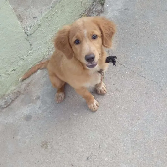 Cachorro ra a SRD idade 7 a 11 meses nome Laika