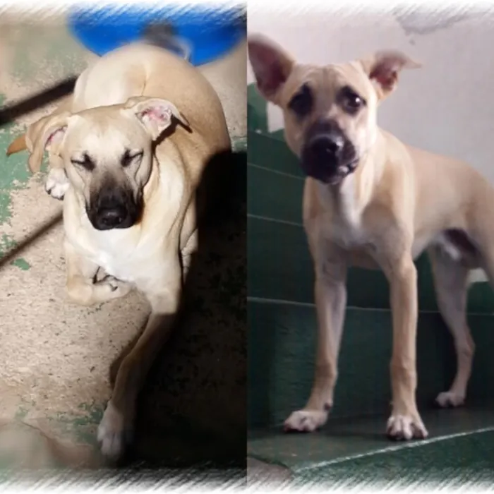 Cachorro raça Vira lata idade 1 ano nome Theo