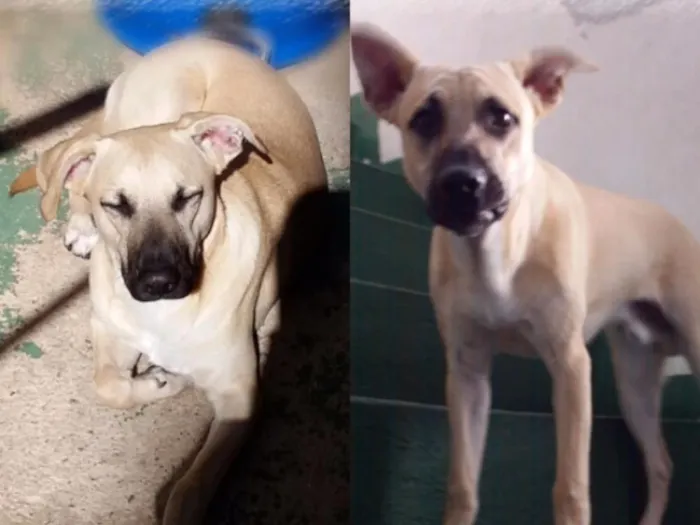 Cachorro raça Vira lata idade 1 ano nome Theo