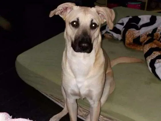 Cachorro raça Vira lata idade 1 ano nome Theo