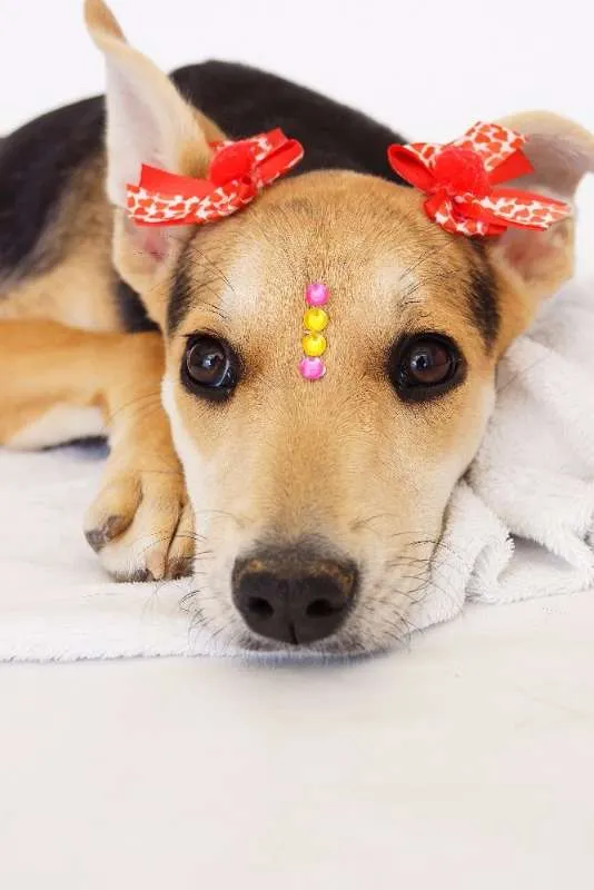 Cachorro ra a SRD idade 2 a 6 meses nome Raquel