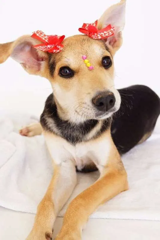 Cachorro ra a SRD idade 2 a 6 meses nome Raquel