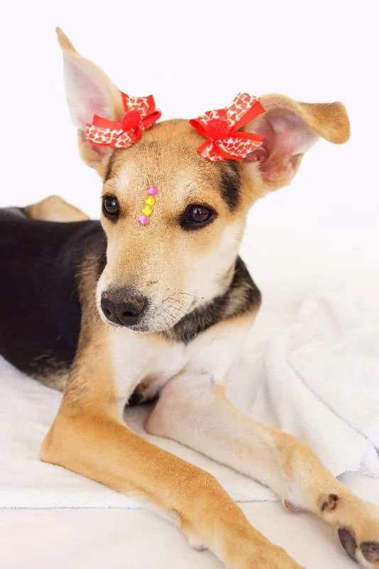 Cachorro ra a SRD idade 2 a 6 meses nome Raquel