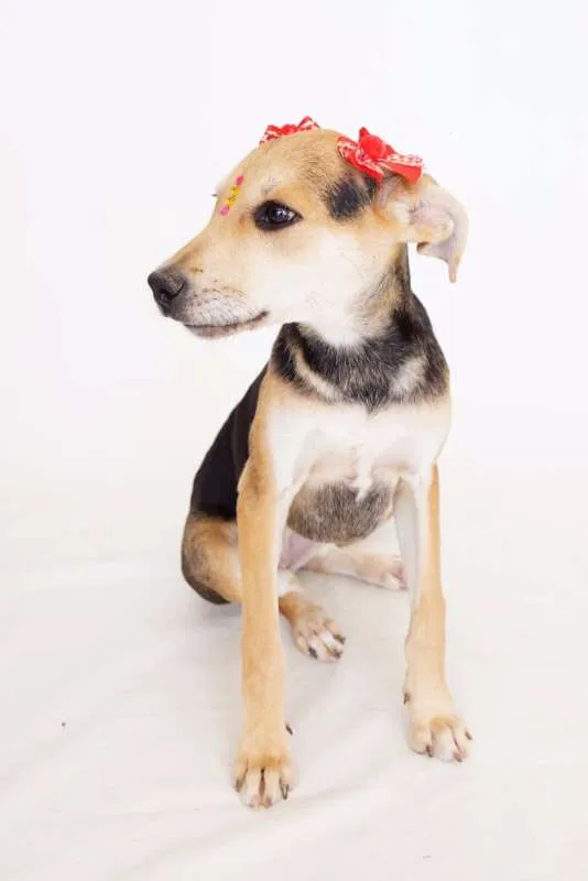 Cachorro ra a SRD idade 2 a 6 meses nome Raquel