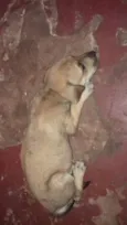 Filhotinhos