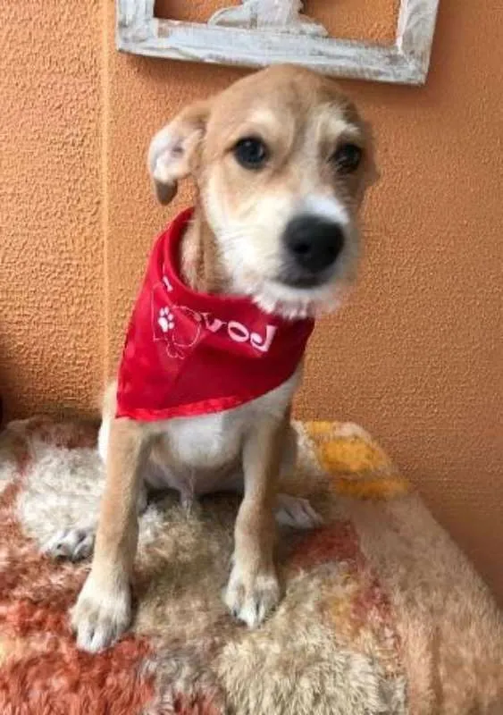 Cachorro ra a SRD idade 2 a 6 meses nome Buddy