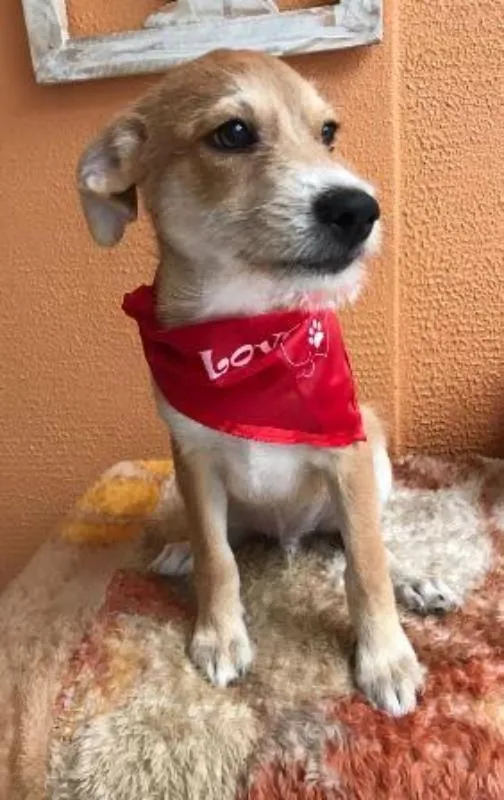 Cachorro ra a SRD idade 2 a 6 meses nome Buddy