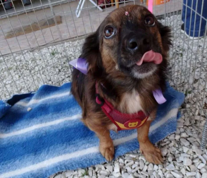 Cachorro ra a SRD idade 3 anos nome Lili