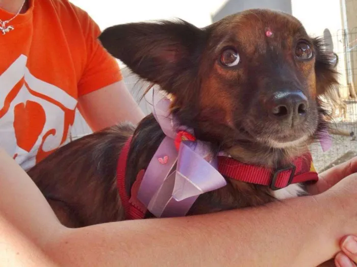 Cachorro ra a SRD idade 3 anos nome Lili