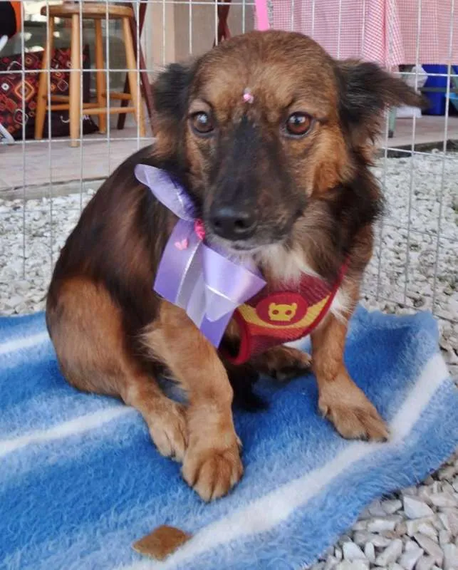 Cachorro ra a SRD idade 3 anos nome Lili