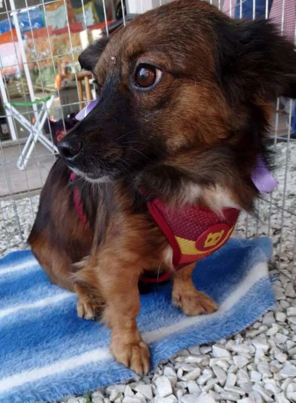 Cachorro ra a SRD idade 3 anos nome Lili