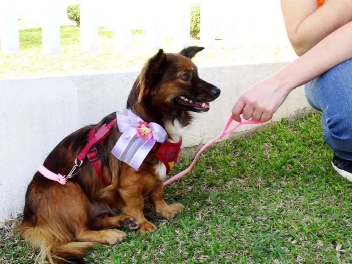 Cachorro ra a SRD idade 3 anos nome Lili
