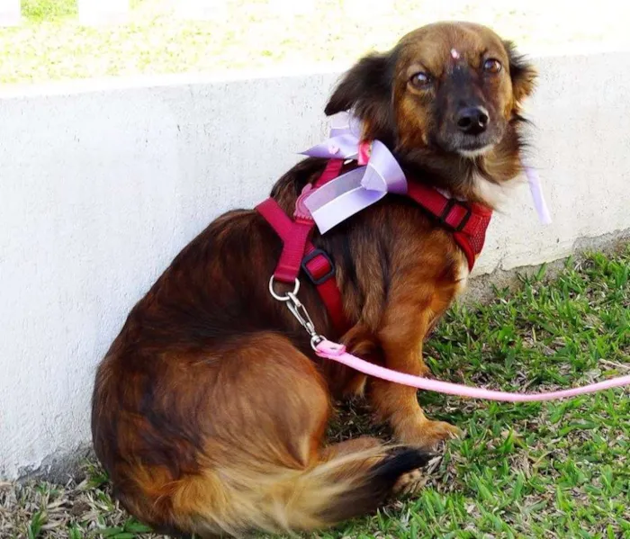 Cachorro ra a SRD idade 3 anos nome Lili