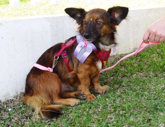 Cachorro ra a SRD idade 3 anos nome Lili