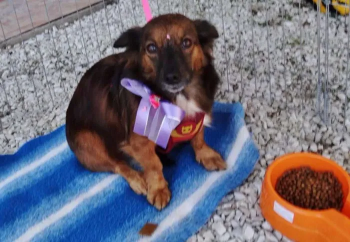 Cachorro ra a SRD idade 3 anos nome Lili