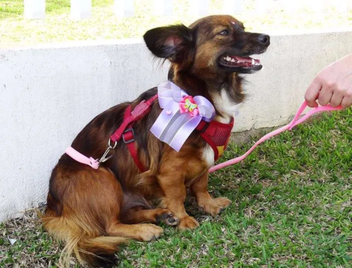Cachorro ra a SRD idade 3 anos nome Lili