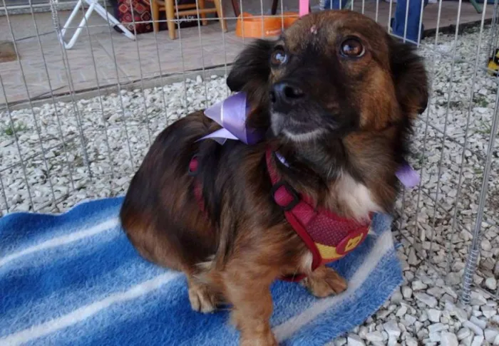 Cachorro ra a SRD idade 3 anos nome Lili