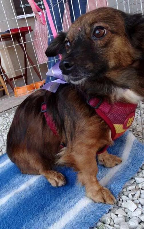 Cachorro ra a SRD idade 3 anos nome Lili