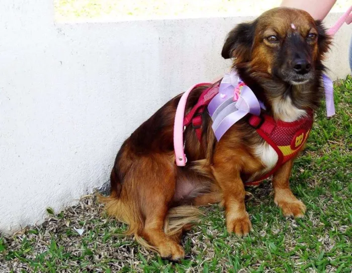 Cachorro ra a SRD idade 3 anos nome Lili