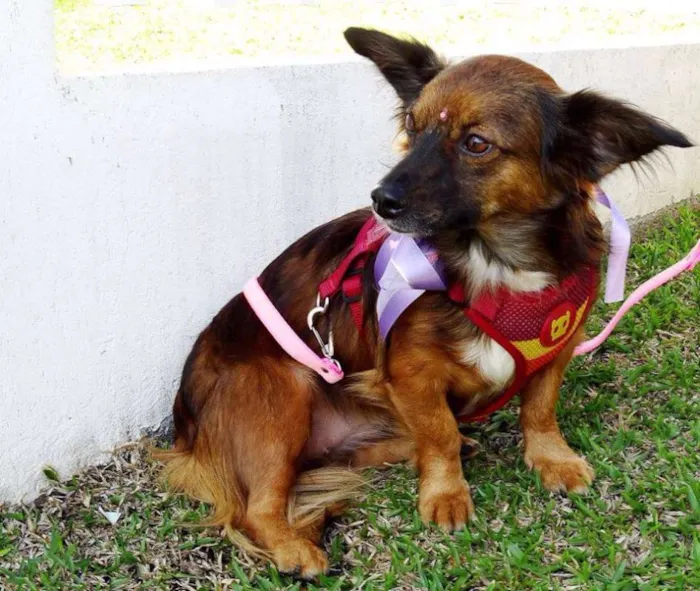 Cachorro ra a SRD idade 3 anos nome Lili