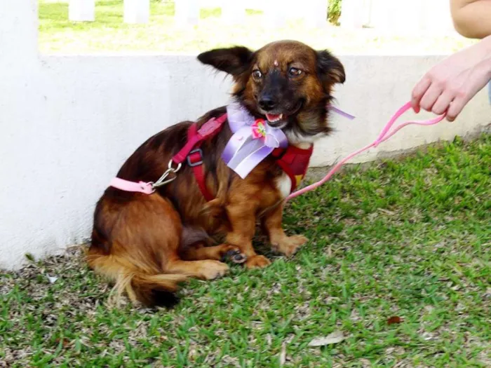 Cachorro ra a SRD idade 3 anos nome Lili