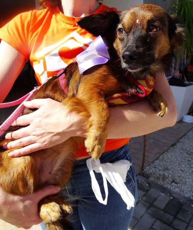 Cachorro ra a SRD idade 3 anos nome Lili