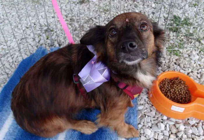 Cachorro ra a SRD idade 3 anos nome Lili